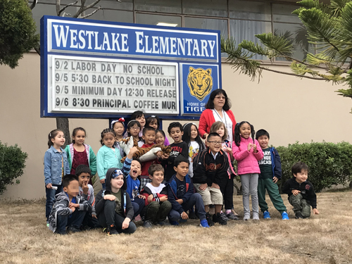 Terrific Tigers of the Week!
